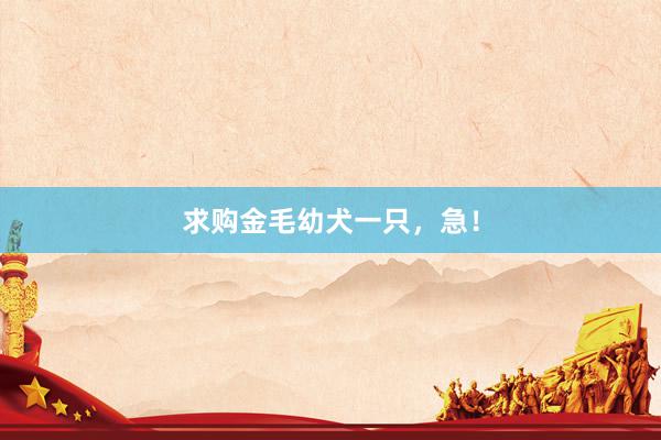 求购金毛幼犬一只，急！